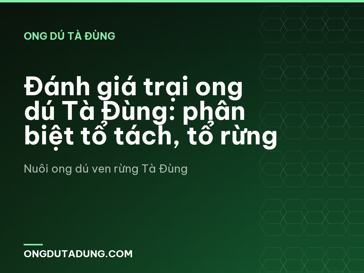 Đánh giá trại ong dú Tà Đùng: phân biệt tổ tách, tổ rừng