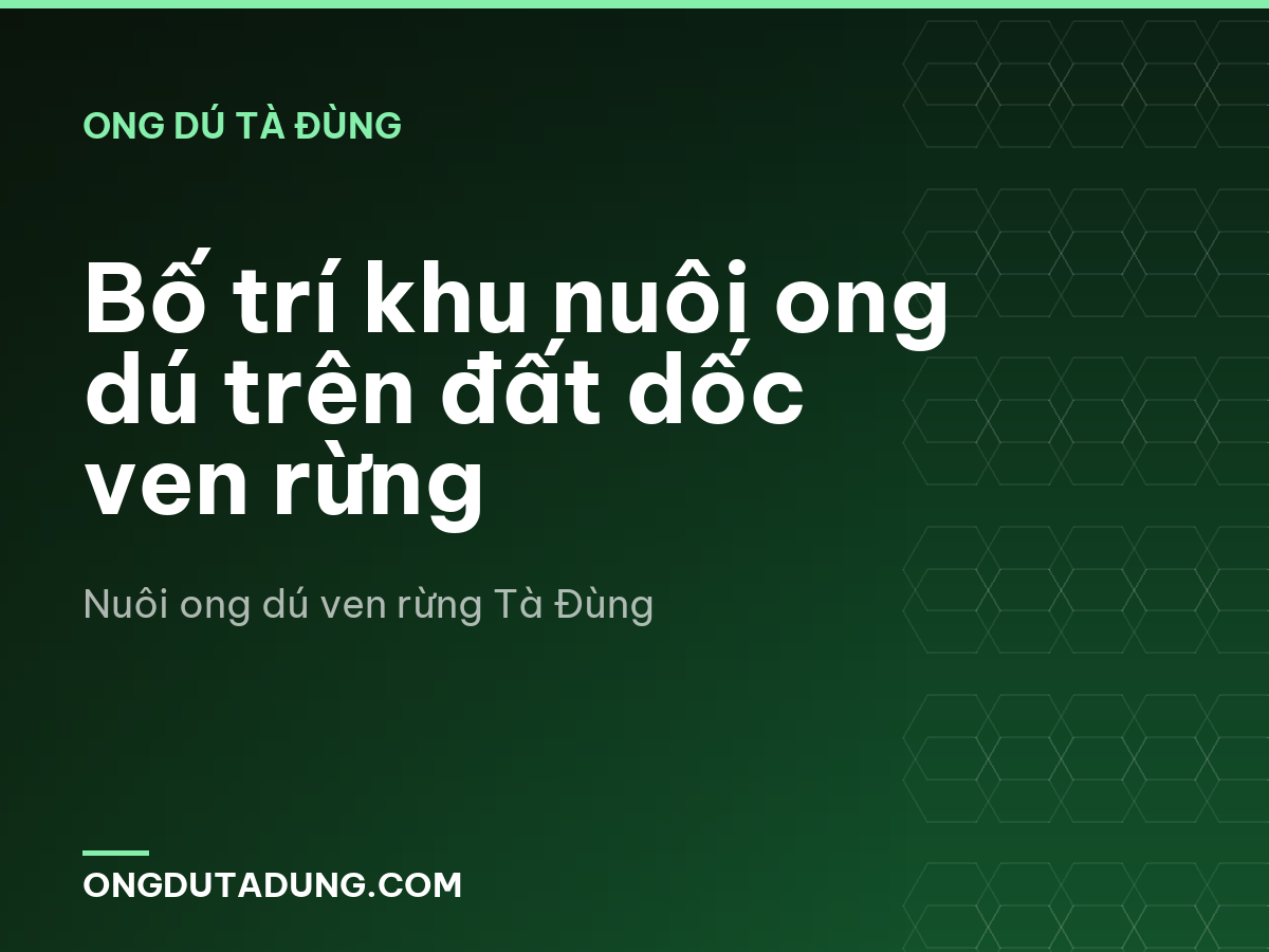 Bố trí khu nuôi ong dú trên đất dốc ven rừng