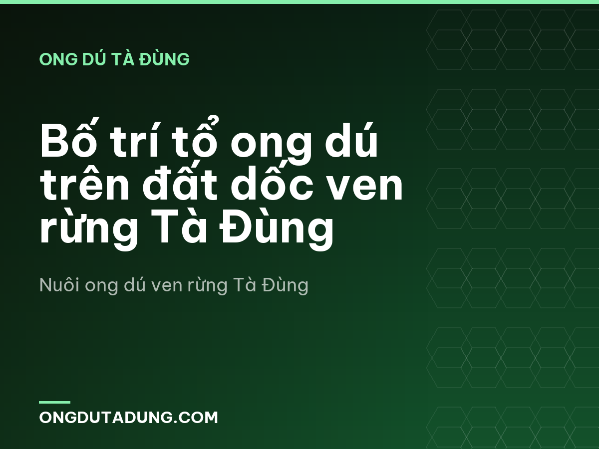 Bố trí tổ ong dú trên đất dốc ven rừng Tà Đùng