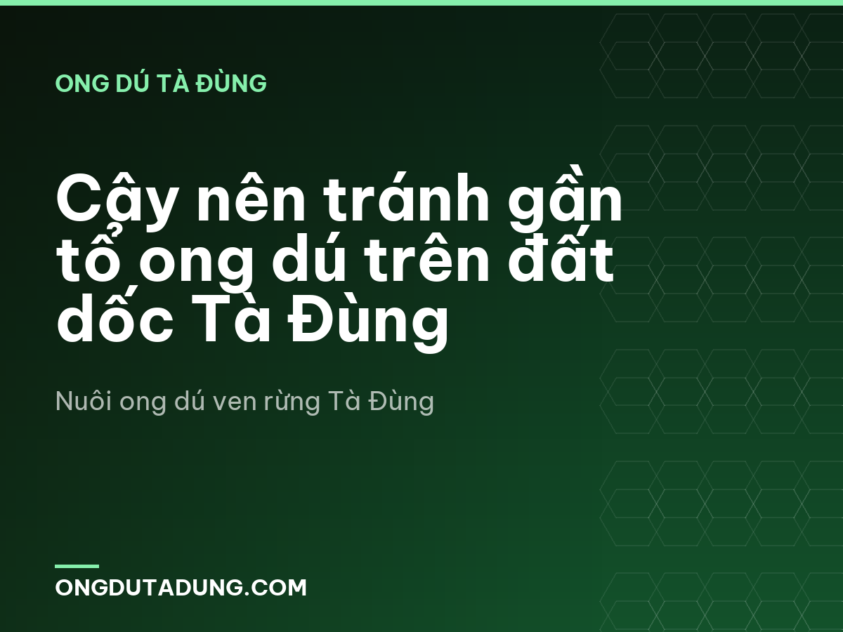 Cây nên tránh gần tổ ong dú trên đất dốc Tà Đùng