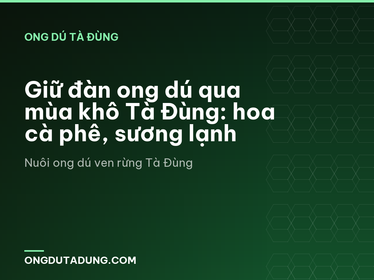Giữ đàn ong dú qua mùa khô Tà Đùng: hoa cà phê, sương lạnh