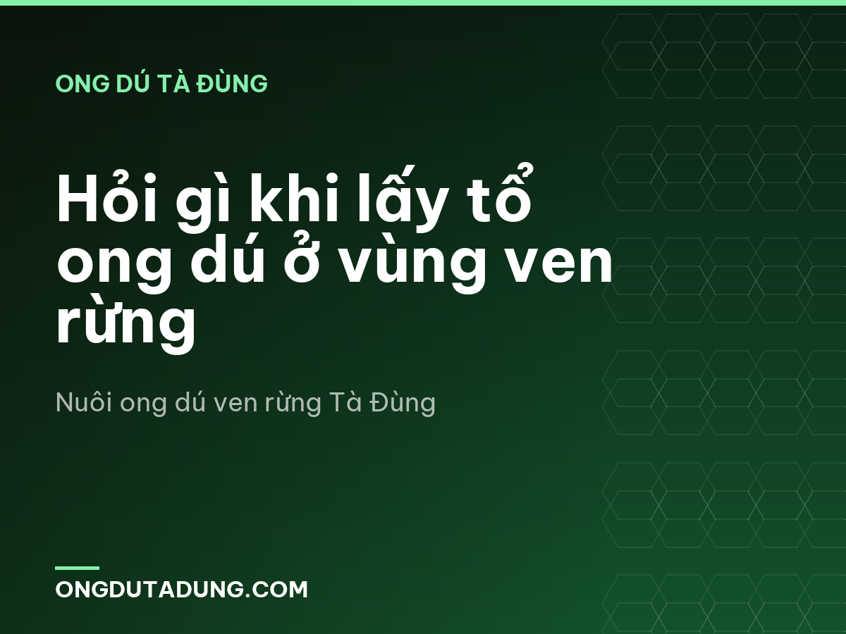 Hỏi gì khi lấy tổ ong dú ở vùng ven rừng