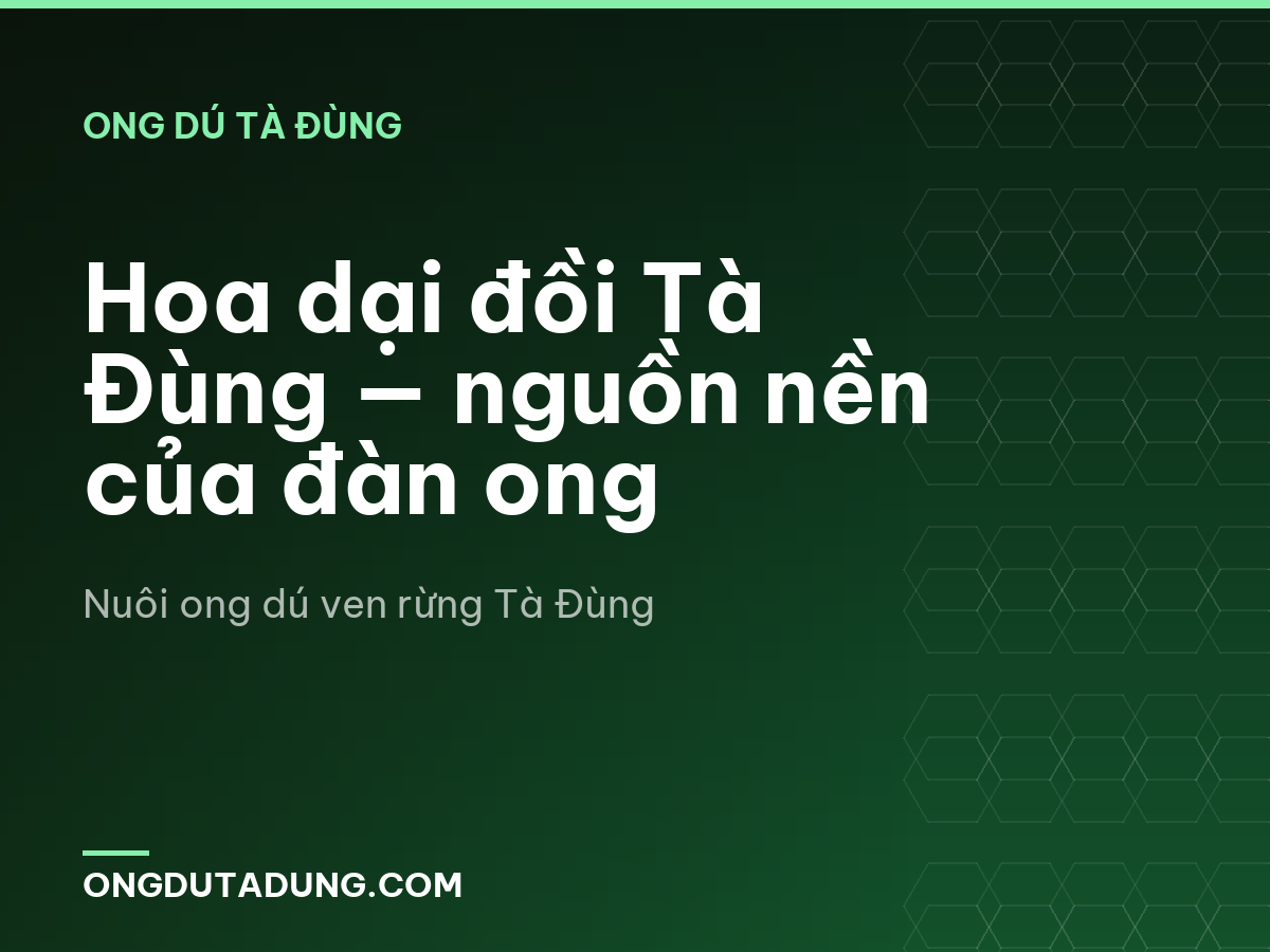 Hoa dại đồi Tà Đùng — nguồn nền của đàn ong