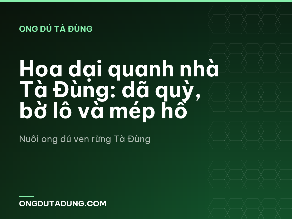 Hoa dại quanh nhà Tà Đùng: dã quỳ, bờ lô và mép hồ