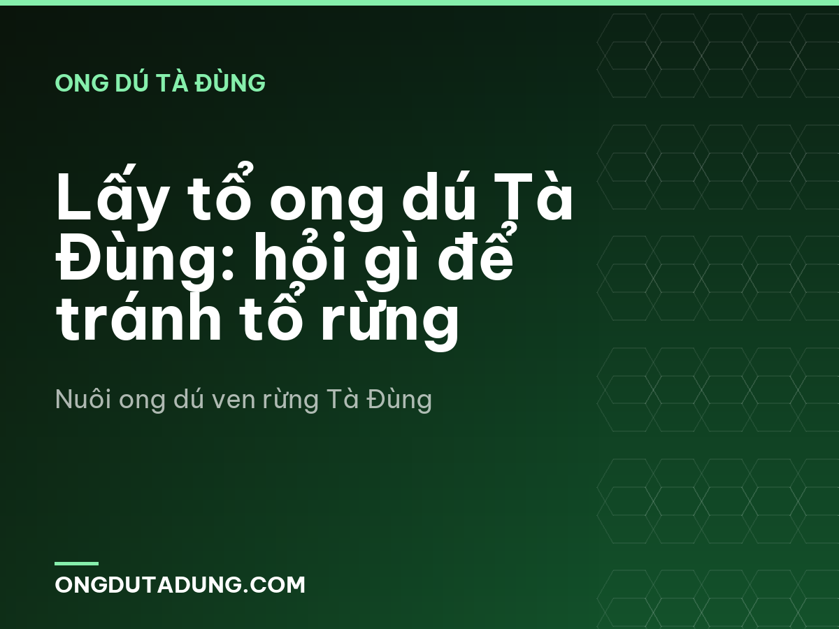 Lấy tổ ong dú Tà Đùng: hỏi gì để tránh tổ rừng
