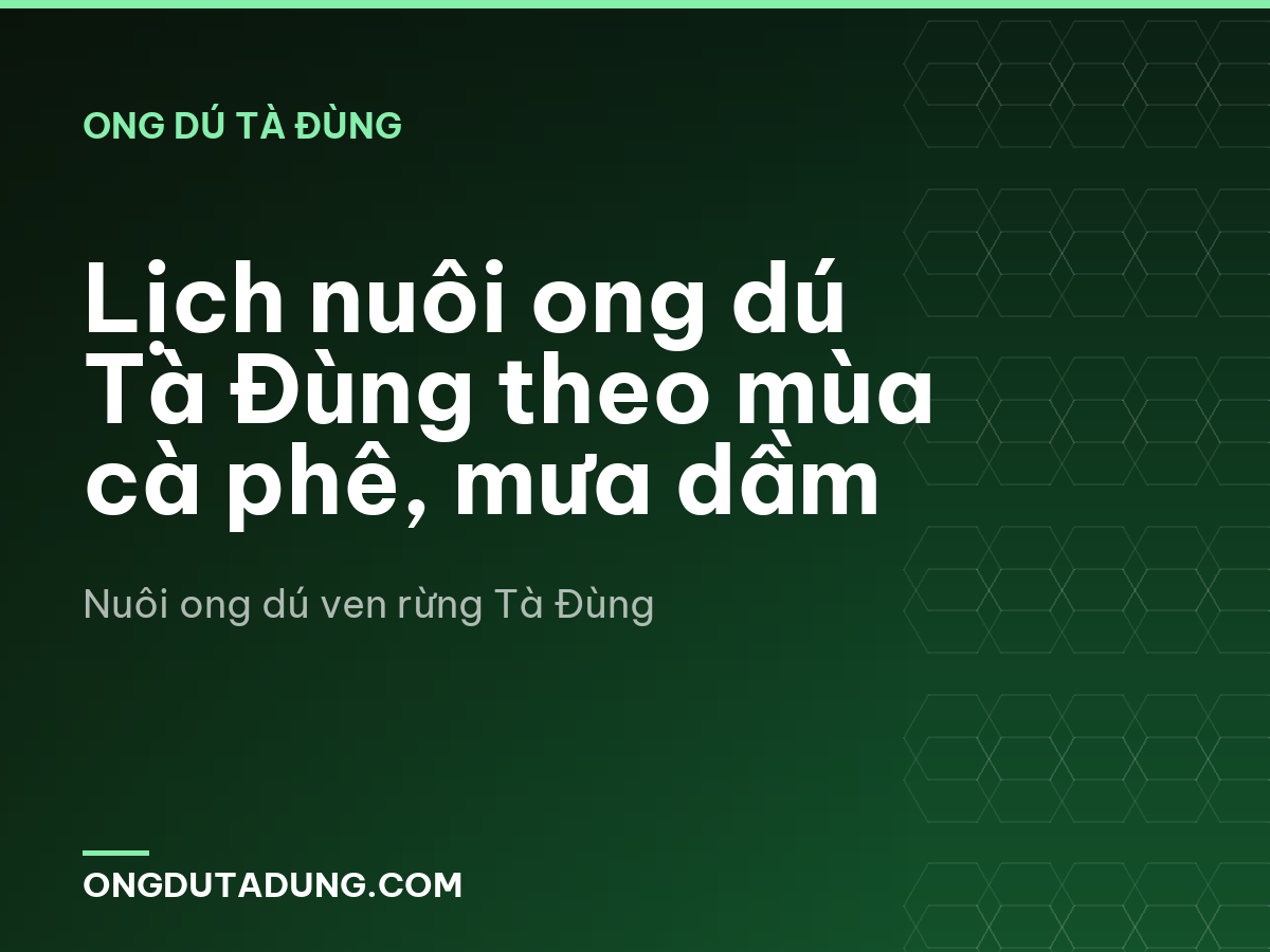 Lịch nuôi ong dú Tà Đùng theo mùa cà phê, mưa dầm