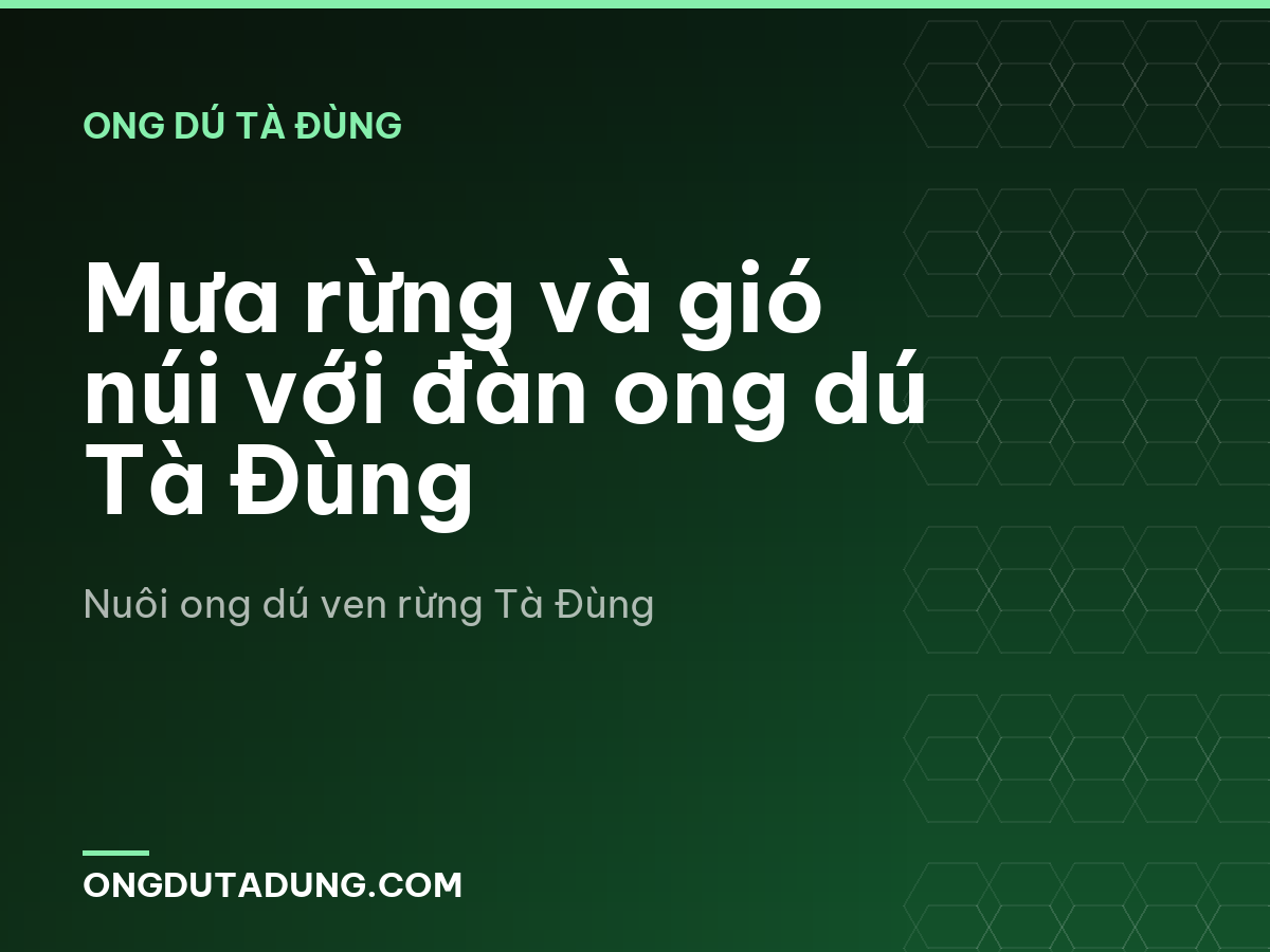 Mưa rừng và gió núi với đàn ong dú Tà Đùng