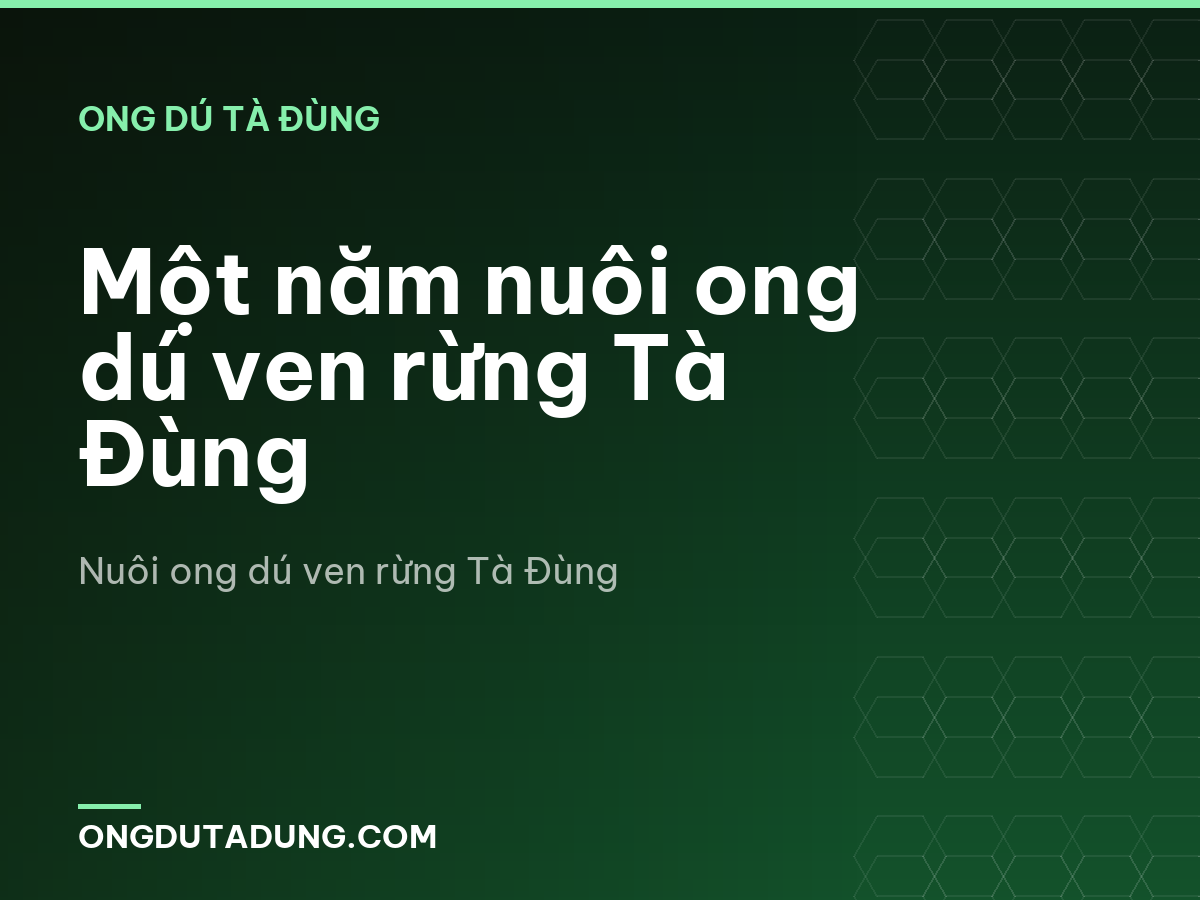 Một năm nuôi ong dú ven rừng Tà Đùng