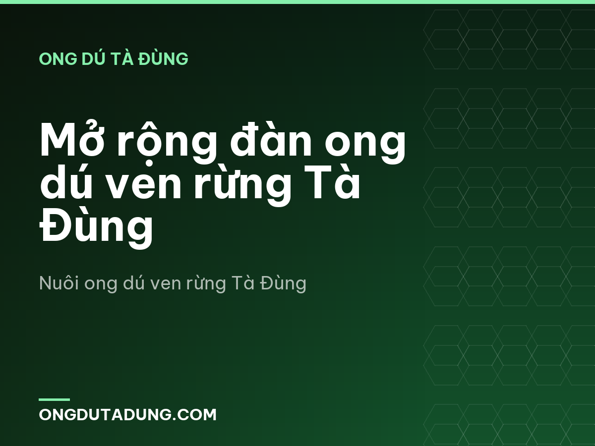 Mở rộng đàn ong dú ven rừng Tà Đùng
