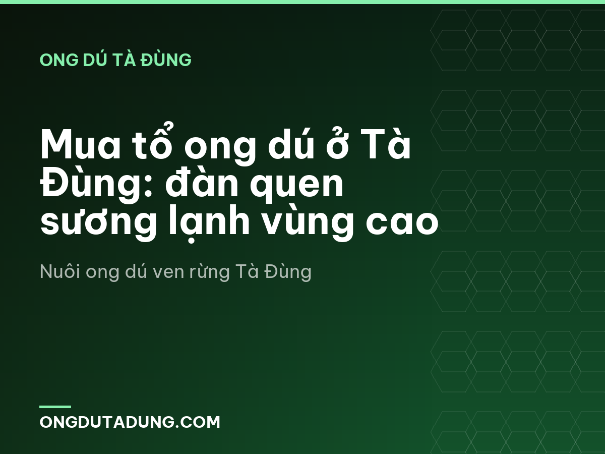 Mua tổ ong dú ở Tà Đùng: đàn quen sương lạnh vùng cao