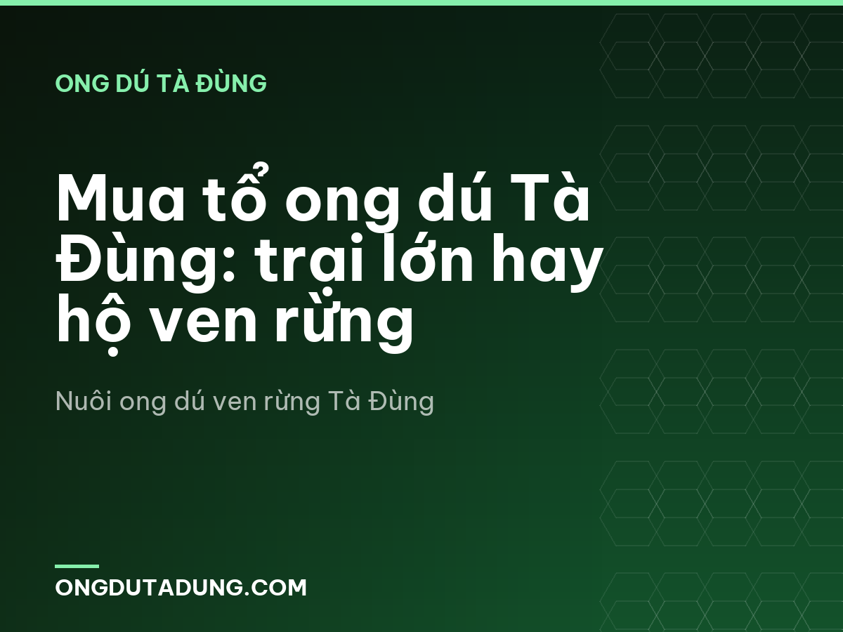 Mua tổ ong dú Tà Đùng: trại lớn hay hộ ven rừng