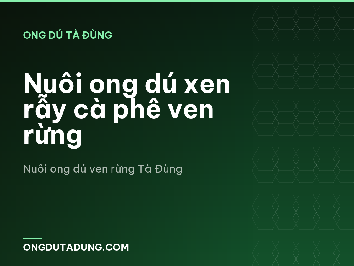 Nuôi ong dú xen rẫy cà phê ven rừng