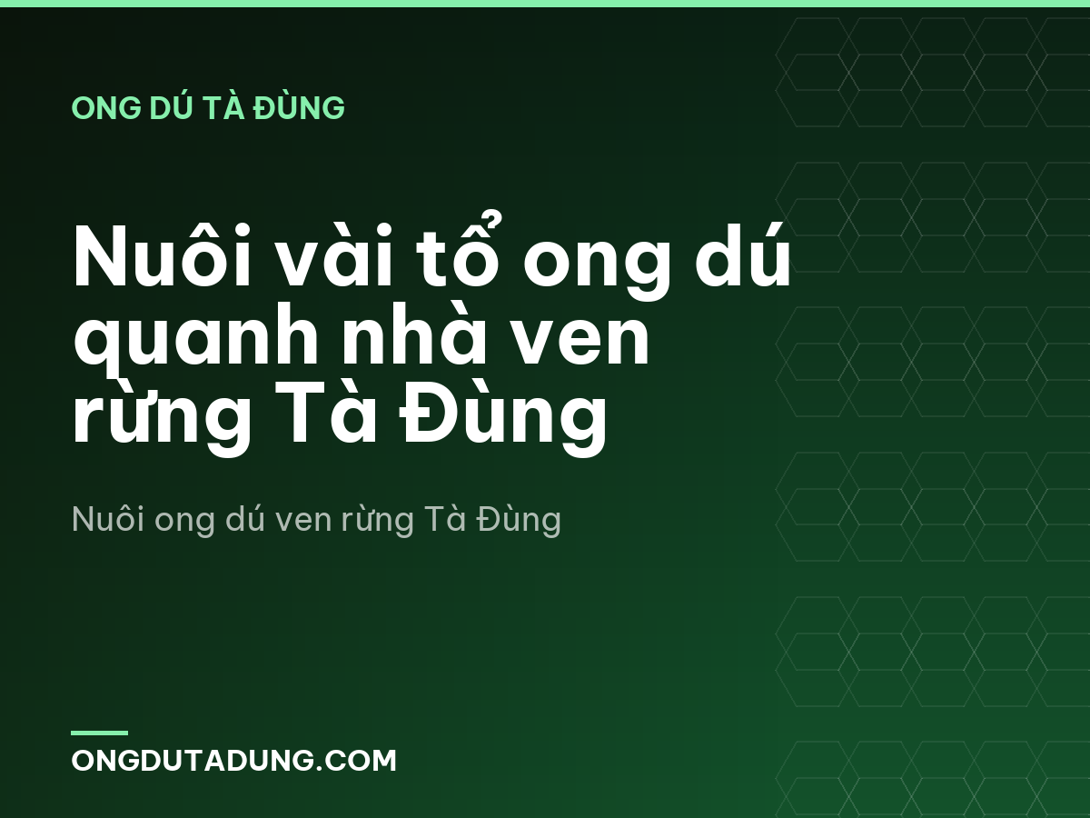 Nuôi vài tổ ong dú quanh nhà ven rừng Tà Đùng