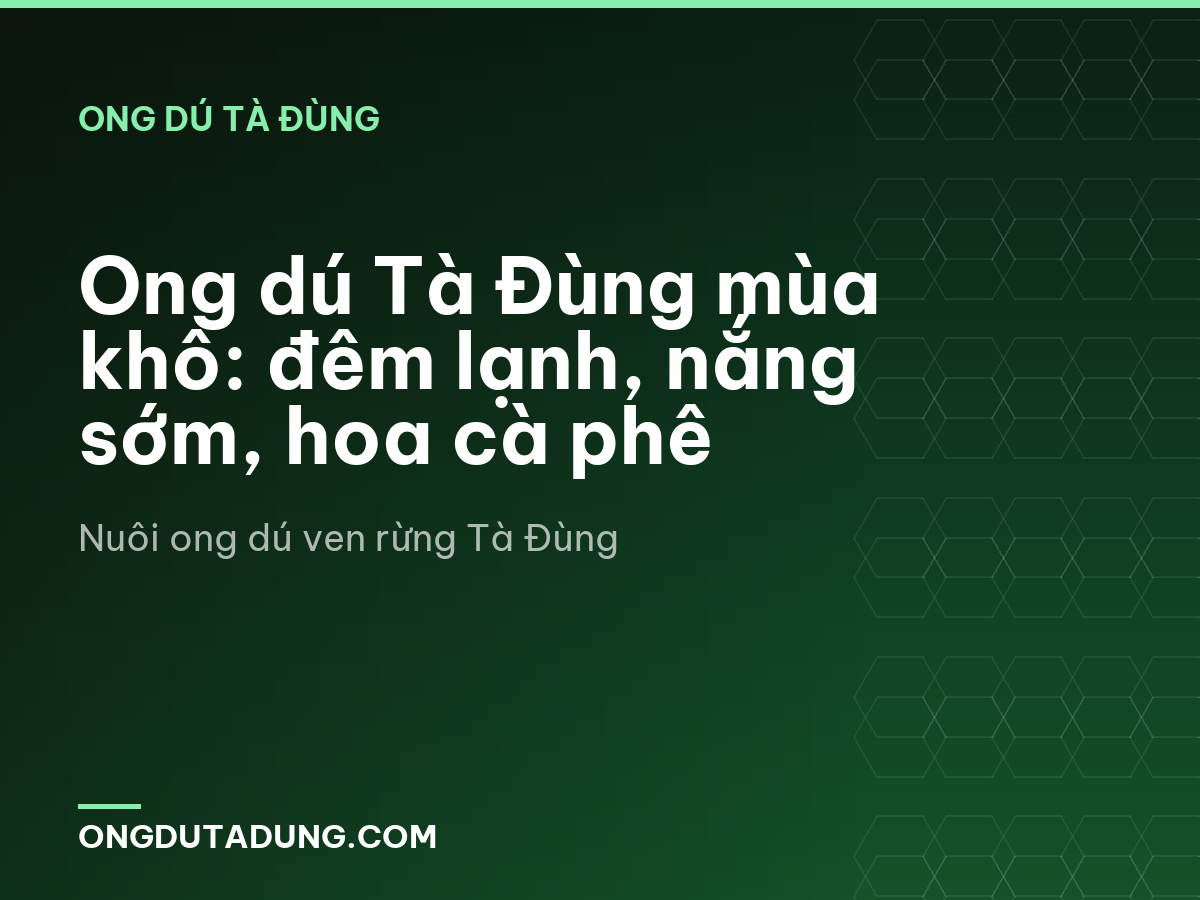 Ong dú Tà Đùng mùa khô: đêm lạnh, nắng sớm, hoa cà phê