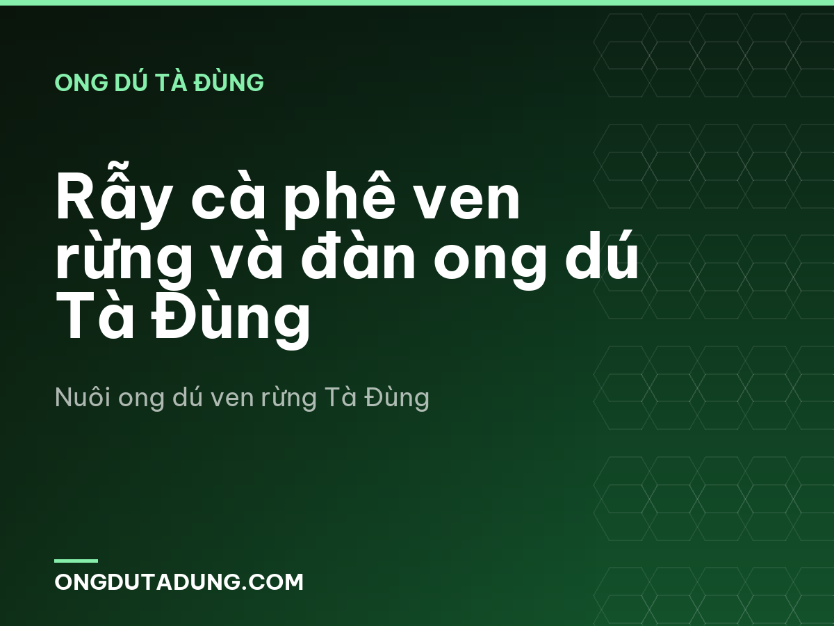 Rẫy cà phê ven rừng và đàn ong dú Tà Đùng