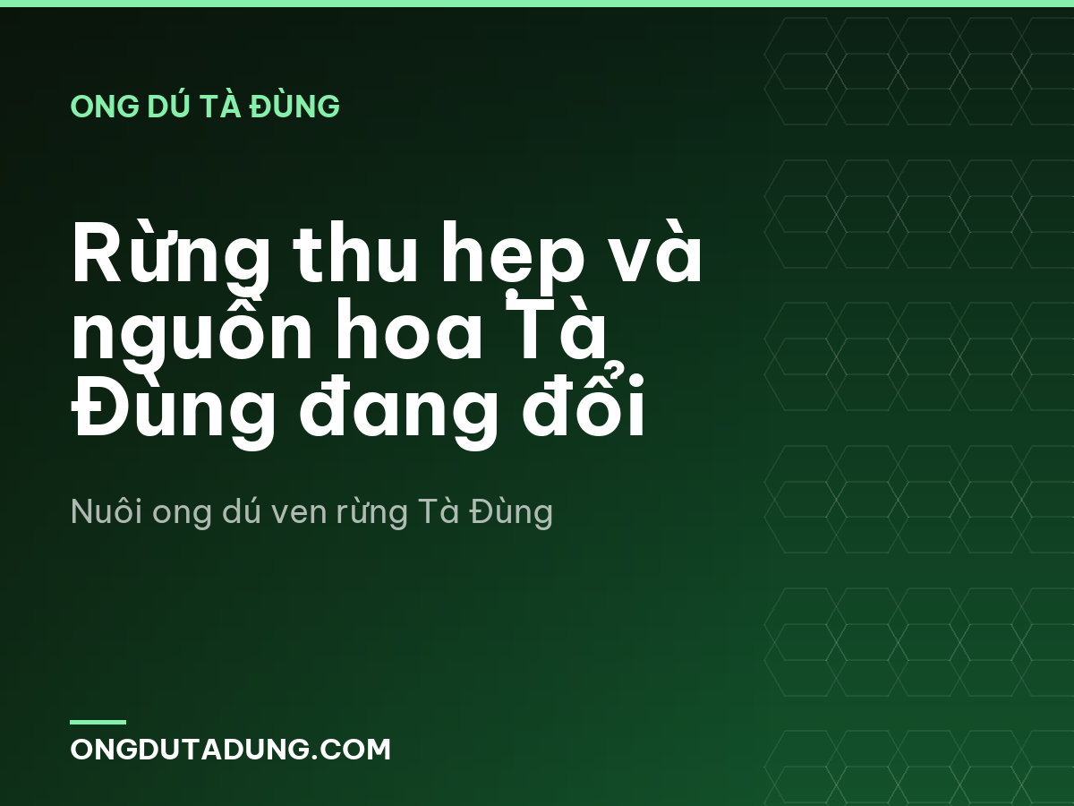 Rừng thu hẹp và nguồn hoa Tà Đùng đang đổi