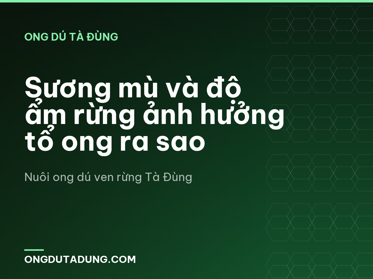 Sương mù và độ ẩm rừng ảnh hưởng tổ ong ra sao