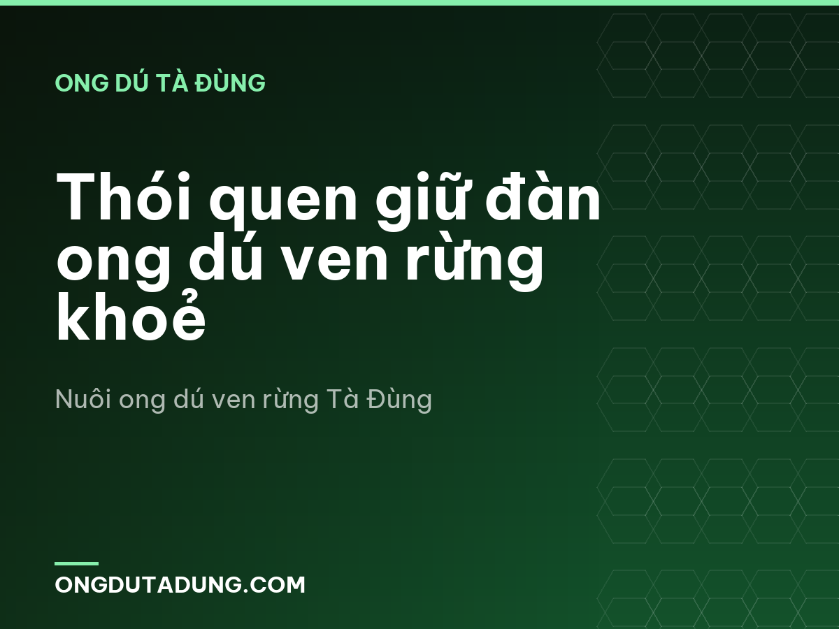 Thói quen giữ đàn ong dú ven rừng khoẻ