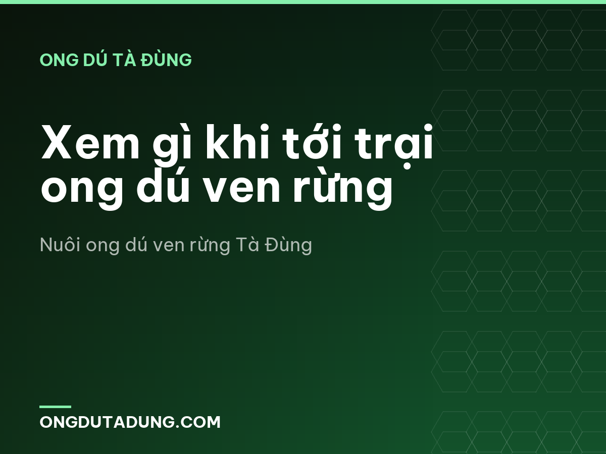 Xem gì khi tới trại ong dú ven rừng